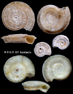 カヘイヒグルマ 貨幣火車貝 Pseudomalaxis obolos small