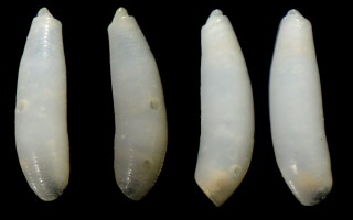 パイプミジンツツ Caecum kajiyamai small