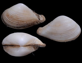 ムギツブクチベニ Corbula swiftiana small