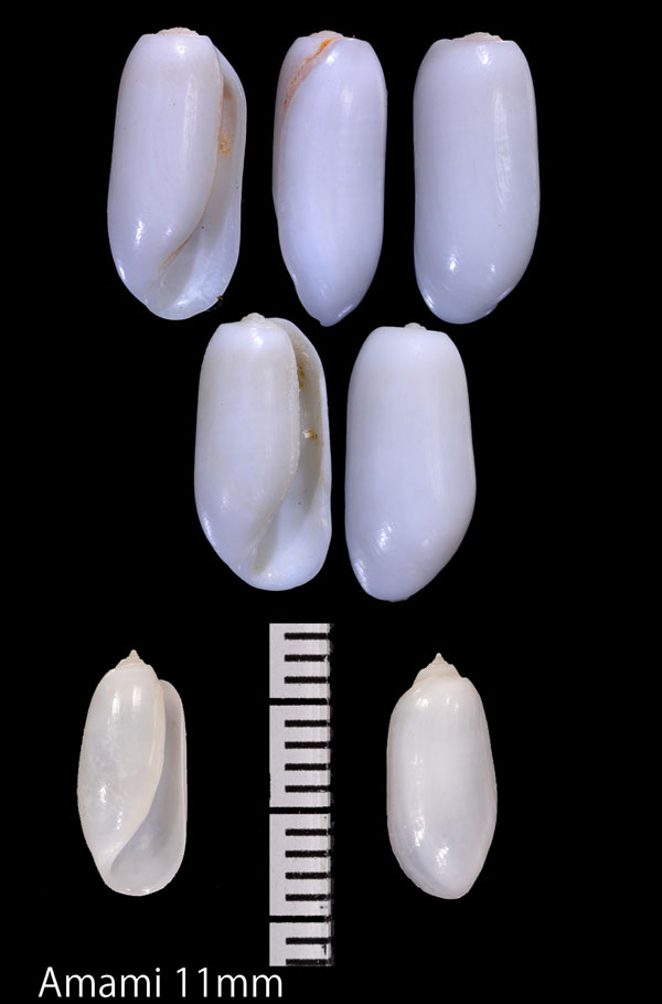 オオコメツブガイ Acteocina coarctata small