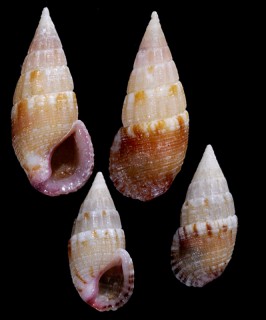 クチムラサキチビカニモリ (仮称) Cerithium koperbergi small