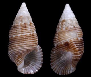 シマチビカニモリ　(仮称) Cerithium versicolor small