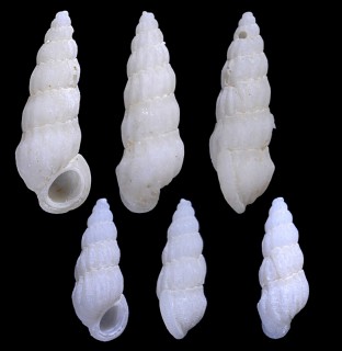 チョウジフシイトカケ Opalia mormulaeformis small