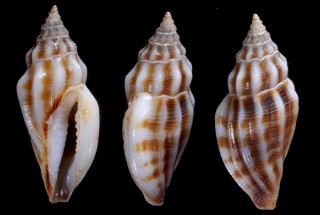 ヒシガタコトツブ 菱形琴小螺 Eucithara stromboides small