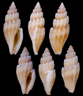 イトカケコトツブ 糸掛琴小螺 Gingicithara lyrica small
