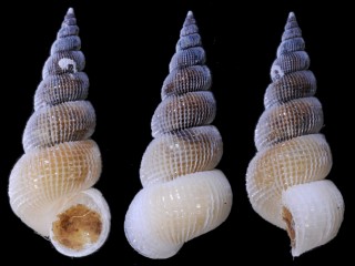 チャイロコナガイトカケ Amaea foulisi small