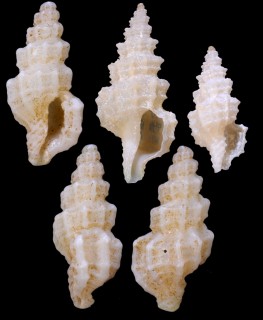 トゲウネコウシツブ (ウネホラナリコウシツブ) Tritonoturris menecharmes small