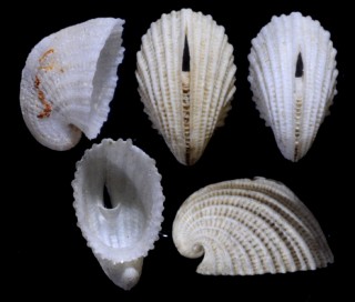 ヒメコウダカスカシ Cranopsis pileolus small