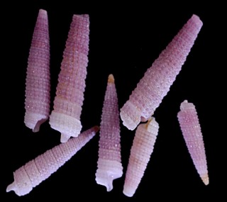 コウシキリオレ Subulophora subfenestra small