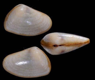 グールドナミノコ Donax gouldii small