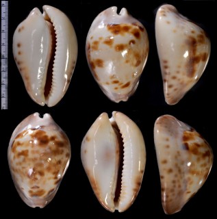 メンコイダカラ アルバニカ Zoila venusta albanyca small