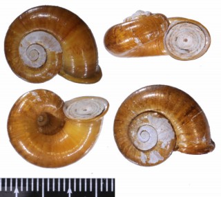 ヒロクチタイワンアツブタ (仮称) Cyclotus taivanus dilatus small