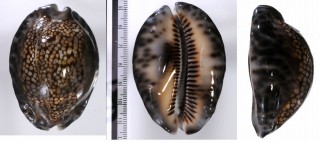 マルケサスキッコウダカラ (仮称) Mauritia maculifera martybealsi small