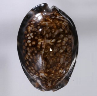 ポリネシアキッコウダカラ (仮称) Mauritia maculifera scindata small