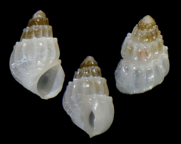 ブットウガラスツボ 未詳 Benthonellania sp. small