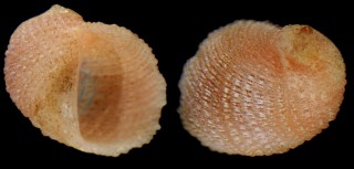 ベニイタダキシロネズミ Vanikoro cuvieriana small