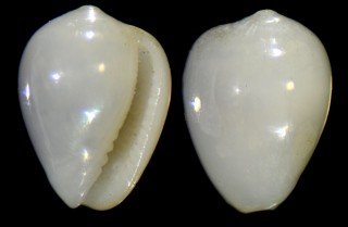 リュウグウコゴメガイ 龍宮小米貝 Gibberula novemprovincialis small