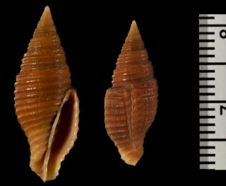 トモヨフバイ Pseudamycla formosa small