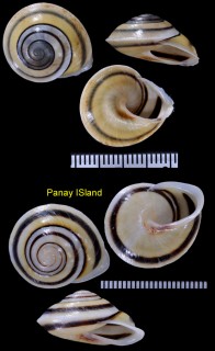 イトヒキウスバマイマイ Chloraea fibula small