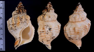 セコボラ 世古法螺 Siphonalia modificata small