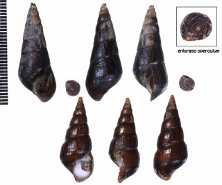 カワニナの仲間01 インドネシア Sulcospira testudinaria small