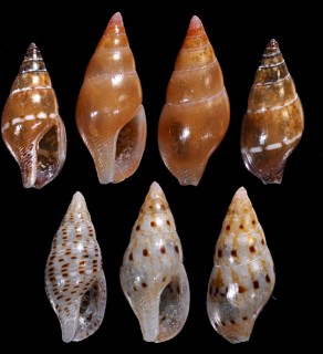 ミヨリヨフバイ 身寄余賦貝 Pseudamycla rorida small