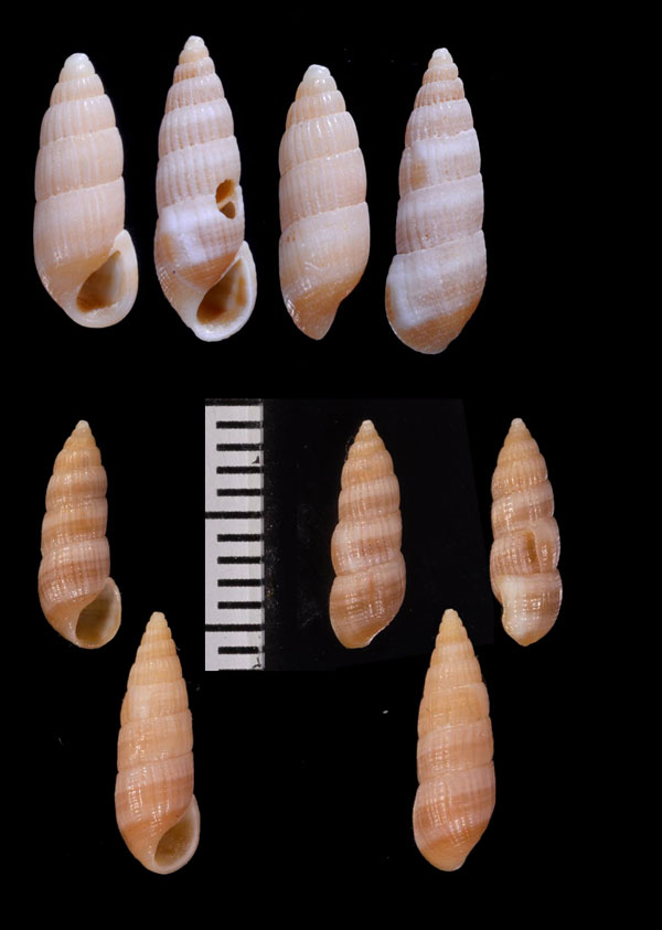 オオシマチョウジガイ 大島丁字貝 Mormula hirasei small