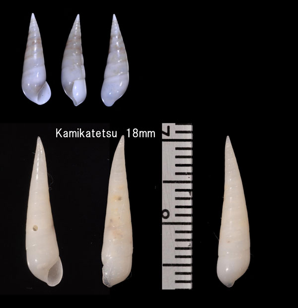 チュウクリムシ Melanella tortuosa small