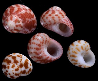 ムラサキサンショウスガイ Collonista costulosa small