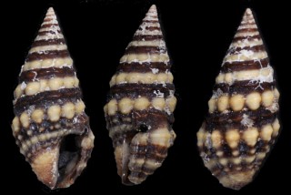シラボシシャジクの仲間02 Pilsbryspira nodata small