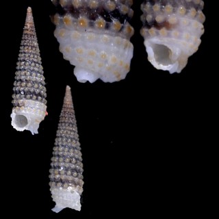 スソジロキイボキリオレ (仮称) Mastonia clavata small