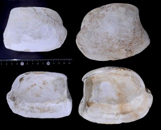 オウナガイ 嫗貝 Conchocele bisecta small