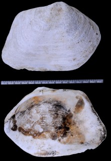 ヤツシマチシマガイ Panomya priapus small