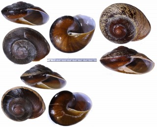 オビカドバリオオマイマイ 未詳 Ryssota lamarckiana aff. small