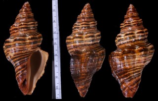 ホンツノマタ Latirus gibbulus small