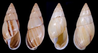 ルベルスヤナギシボリマイマイ (仮称) Drymaeus vexillum rubellus small