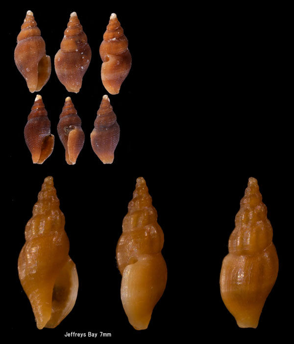 アラボリクチキレツブの仲間　南アフリカ Lienardia grayi small