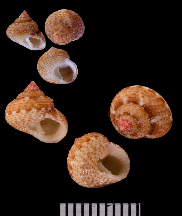 ボエットナツモモ (仮称) Clanculus boyeti small