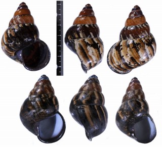 カタンドゥアネスハデゴシキマイマイ (仮称) Helicostyla imperator catanduanica small