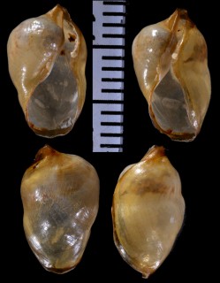 ウスカワブドウギヌの仲間 未詳 Volvatella sp. small