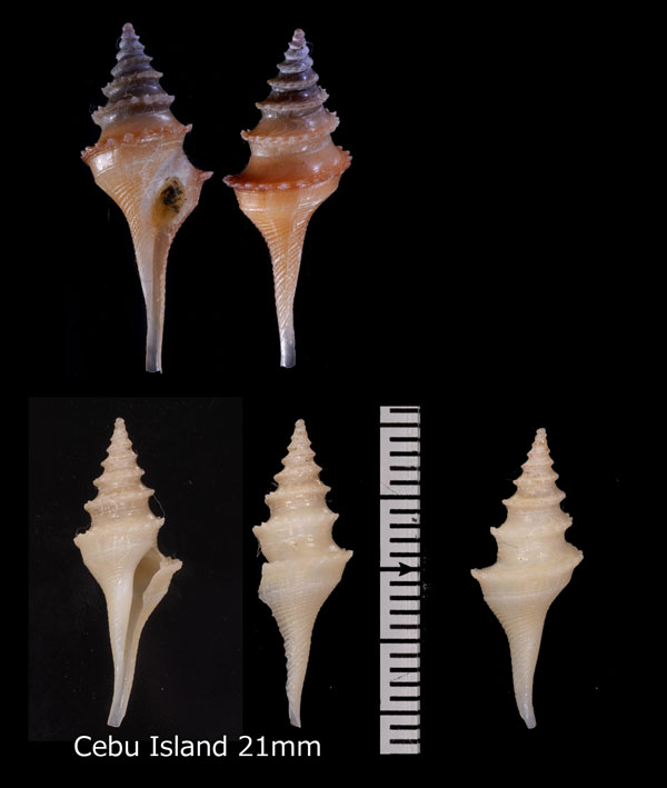 ツヤテンジククダマキ? Cochlespira pulchella semipolita small
