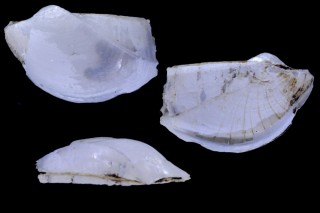 ワタゾコネリガイ Pandorella carinata small