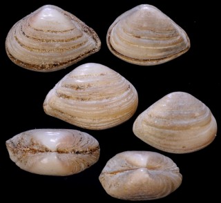 イナカクチベニ 田舎口紅 Anisocorbula nipponica small