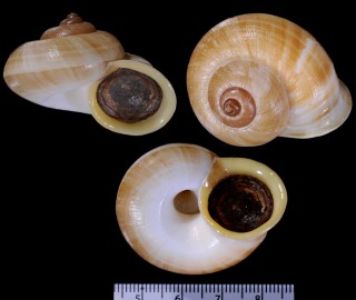 オオグチヤマタニシの仲間　近似種 Cyclophorus sp. small