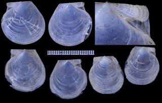 オオハリナデシコ Delectopecten randolphi small