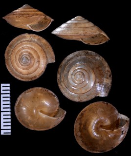 ミンダナオレンズガイ (仮称) Otesiopsis sp. small