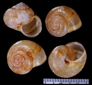 タイワンウスカワマイマイ (仮称) Acusta plicosa small