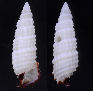 スコビニフォームカニモリ (仮称) Cerithium scobiniforme small