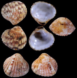 ヒナフミガイ Pleuromeris pygmaea small