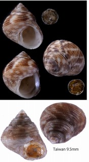 エイコシタダミ Gibbula eikoae small